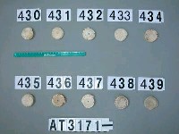 藏品(芋螺貝)的圖片